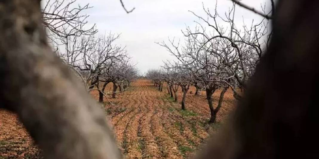 Toprak suya doydu hasada az kaldı: 120 bin ton rekolte bekleniyor 7